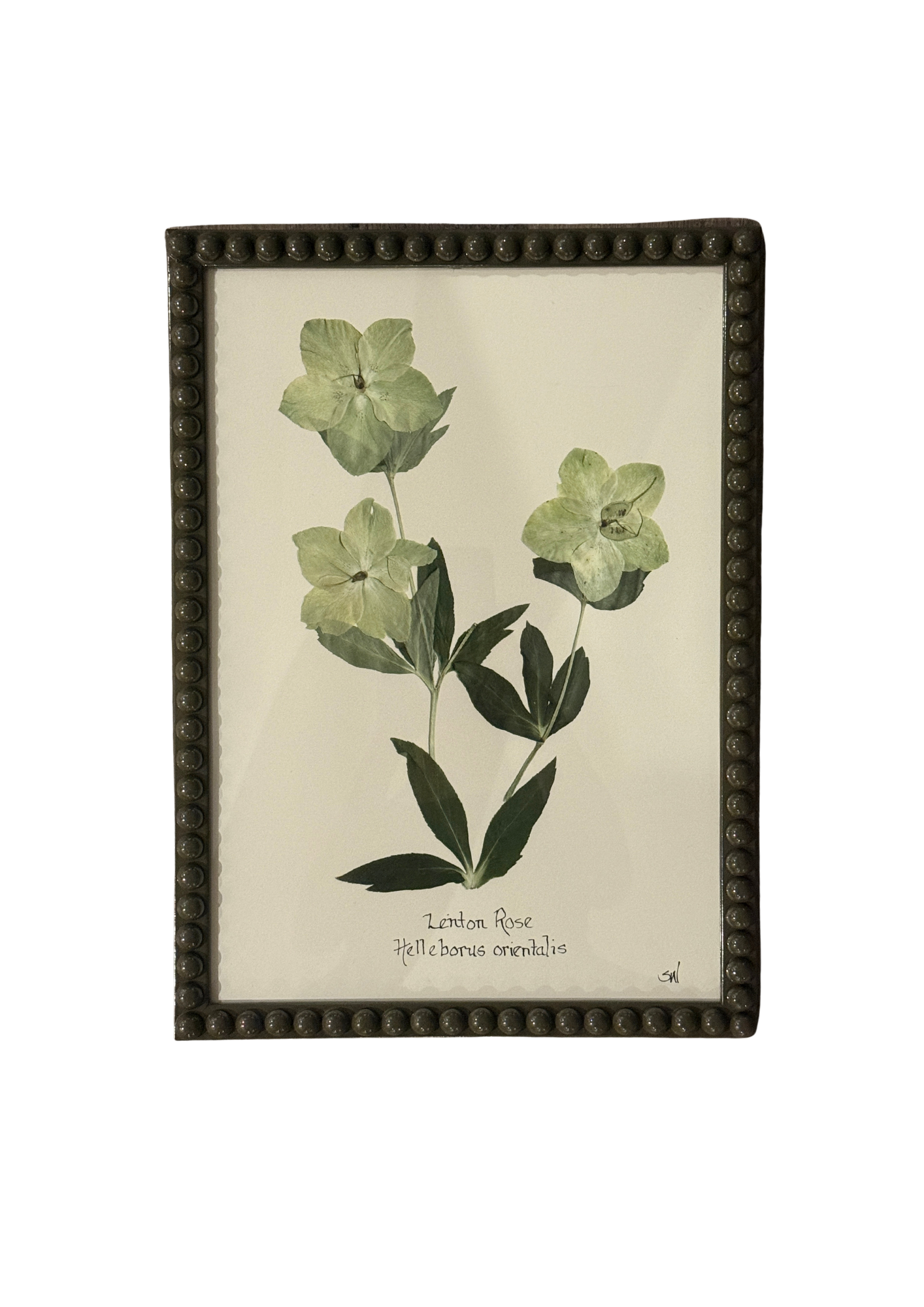 Framed Botanical In Large Green Bobbin Frame