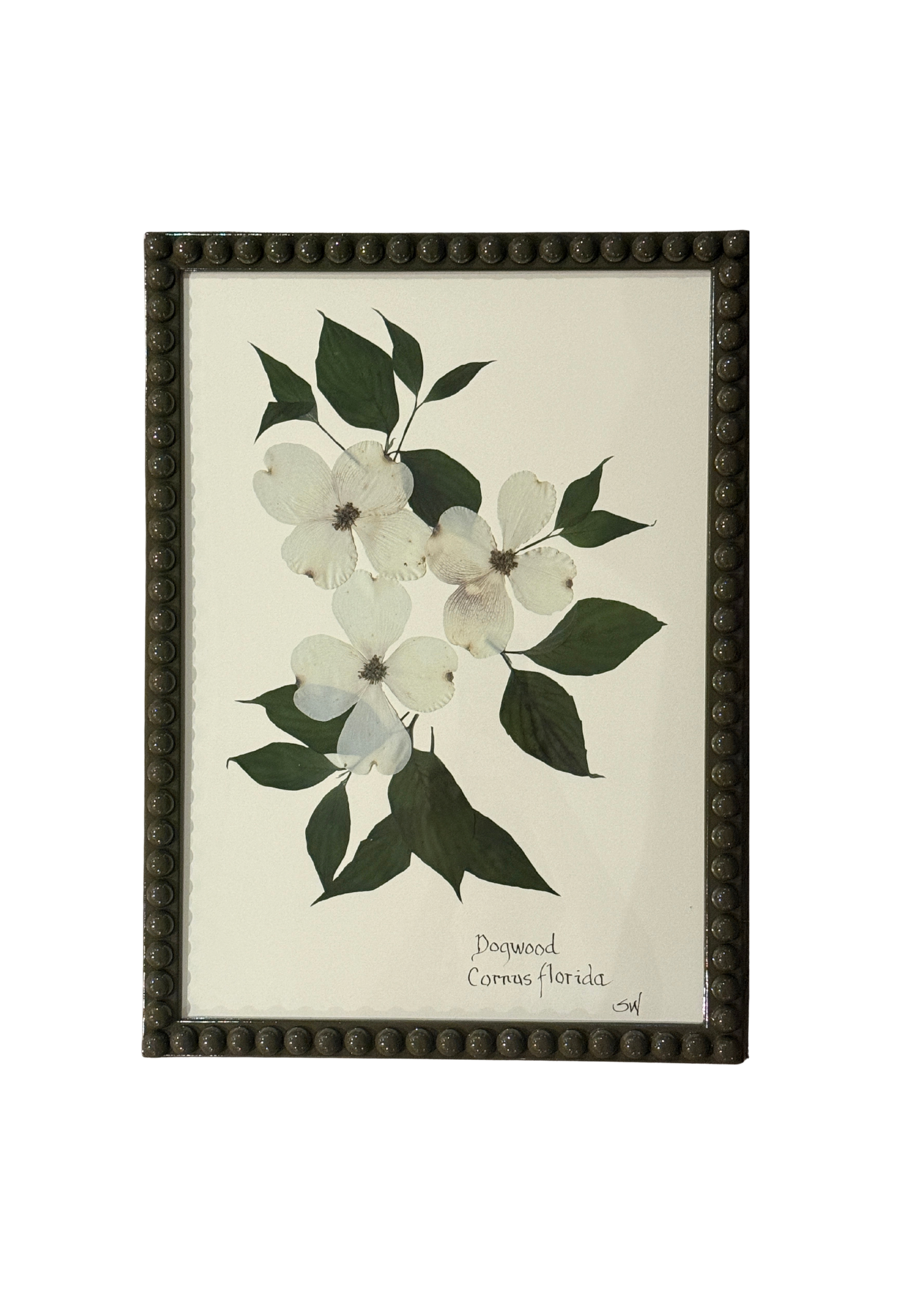 Framed Botanical In Large Green Bobbin Frame