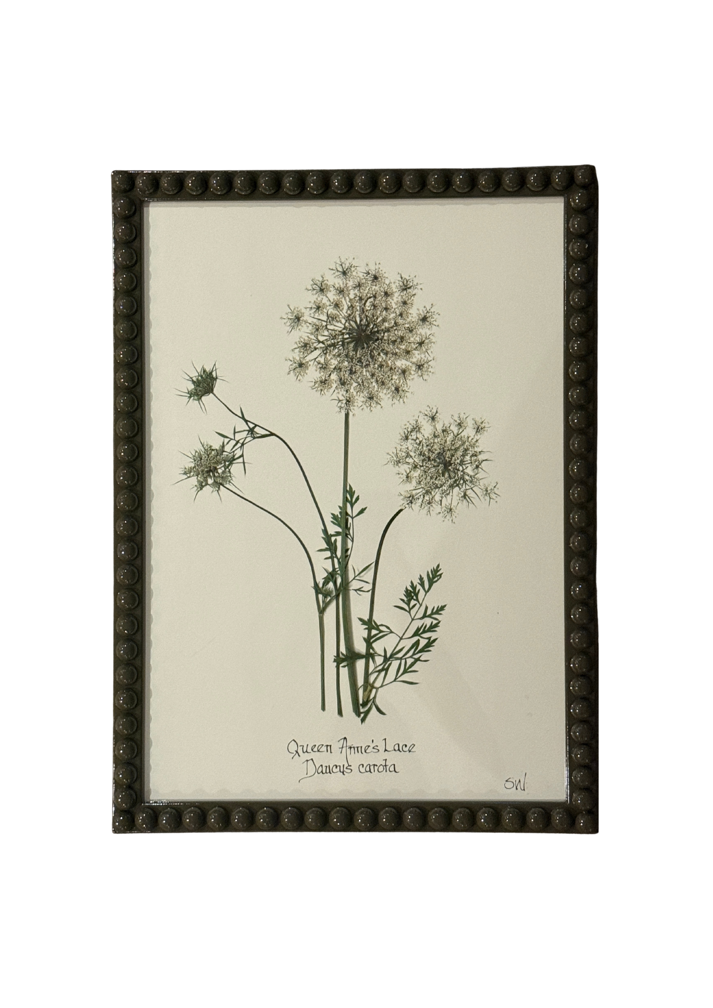 Framed Botanical In Large Green Bobbin Frame