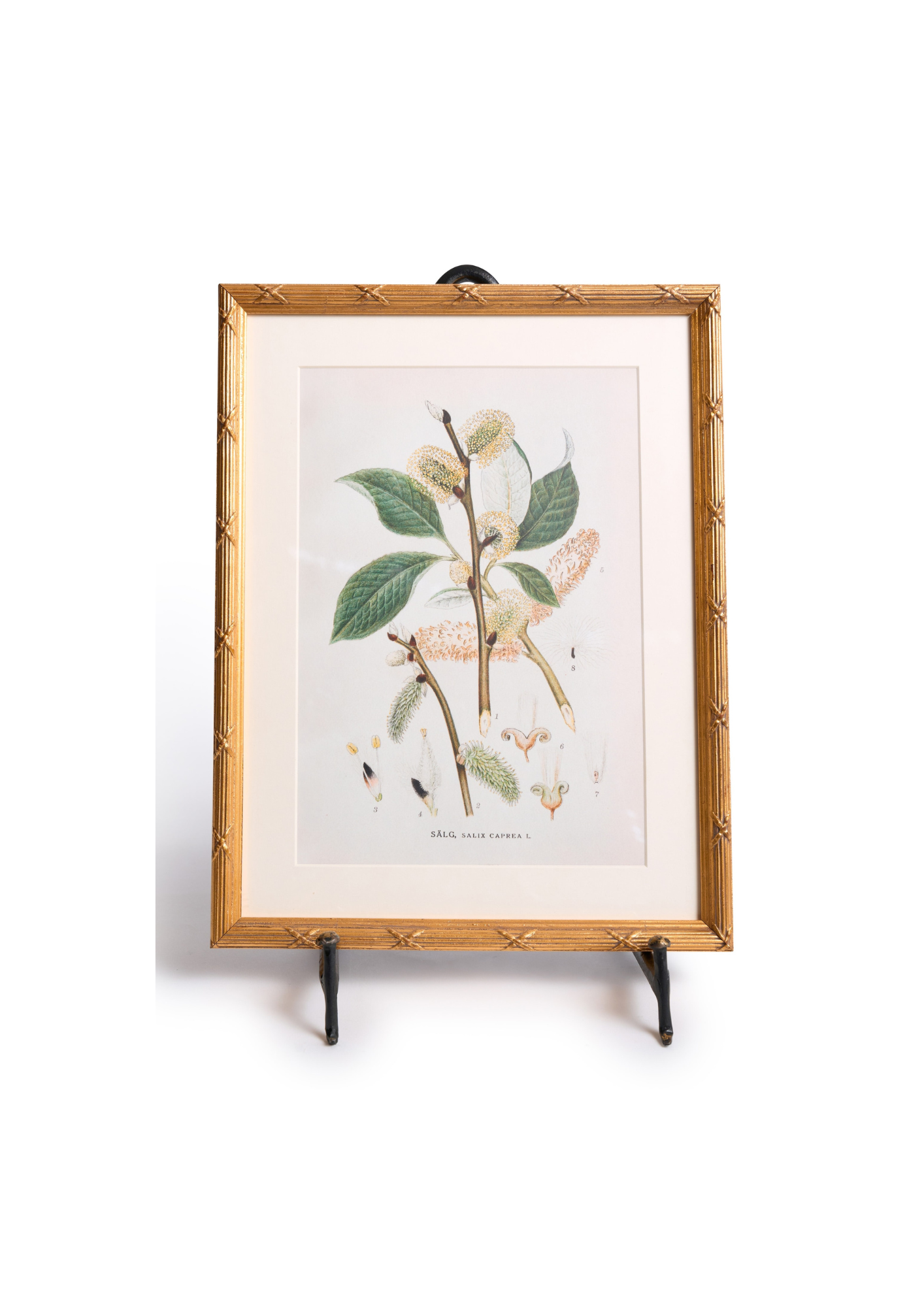 Framed Arundel Botanical Print